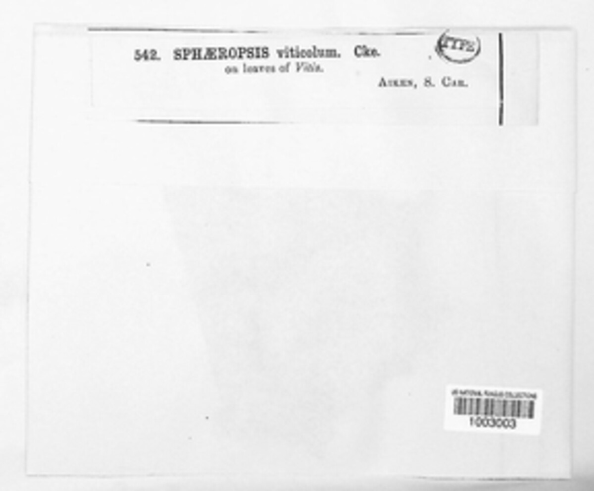 Macrophoma viticola image